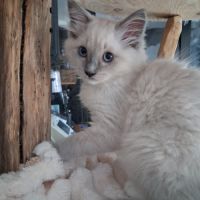 Magnifiques chatons - 2 femelles - ragdoll loof #7