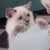 Magnifiques chatons - 2 femelles - ragdoll loof #9
