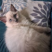 Magnifiques chatons - 2 femelles - ragdoll loof #10