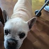 Chien bataille à l adoption #2