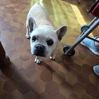 Chien bataille à l adoption