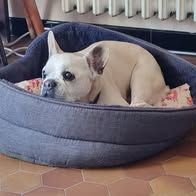 Chien bataille à l adoption #3