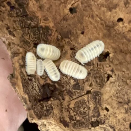 Cubaris panda king « white » #0