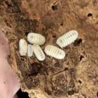 Cubaris panda king « white »