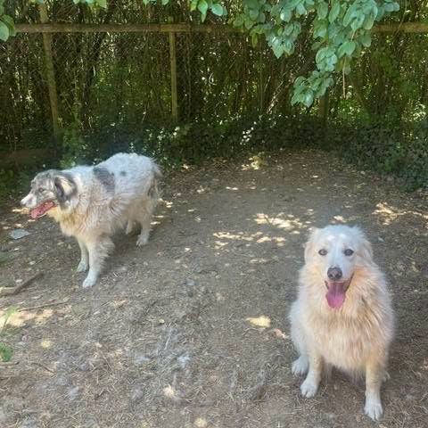Chiens kiki et bouba à l adoption #1