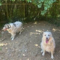 Chiens kiki et bouba à l adoption #1