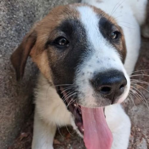 Chien tic à l adoption