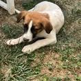 Chien tic à l adoption #2