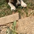 Chien tic à l adoption #3