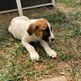 Chien tic à l adoption #4