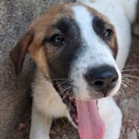 Chien tic à l adoption