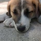 Chien tac à l adoption
