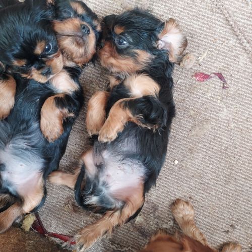 Chiots cavalier king charles mâles
