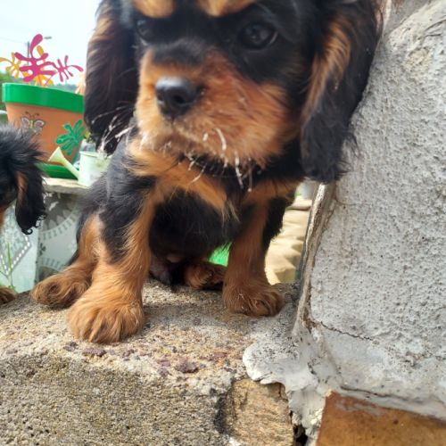 Chiots cavalier king charles mâles #3