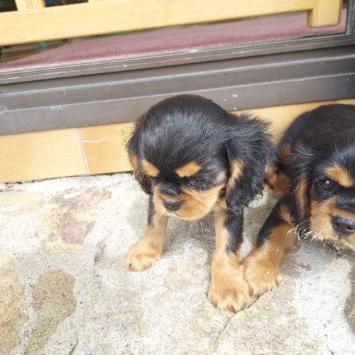 Chiots cavalier king charles mâles #4