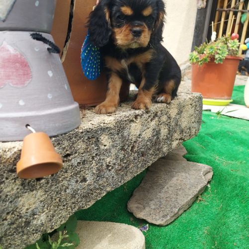 Chiots cavalier king charles mâles #5