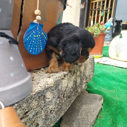 Chiots cavalier king charles mâles #6