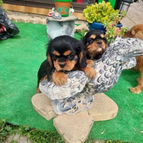 Chiots cavalier king charles mâles #7