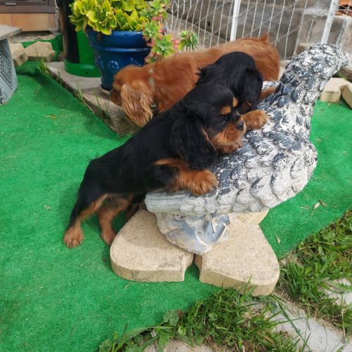 Chiots cavalier king charles mâles #8