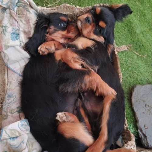Chiots cavalier king charles mâles #9