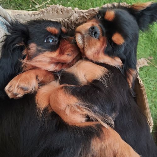 Chiots cavalier king charles mâles #10