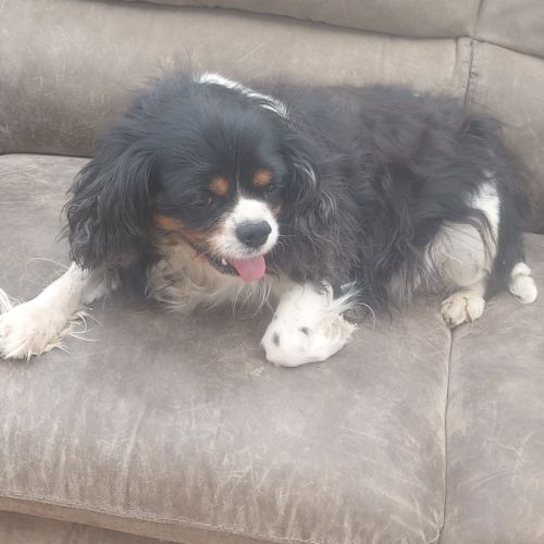 Chiots cavalier king charles mâles #2