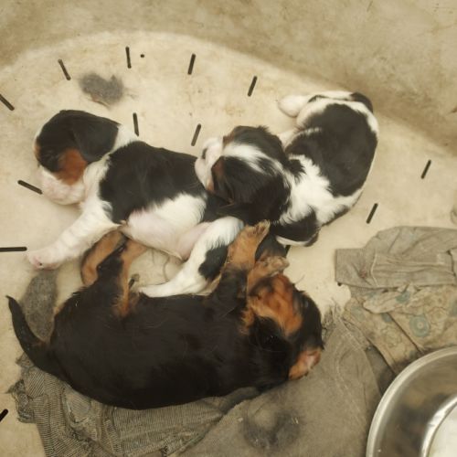 Chiots cavalier king charles mâles #3