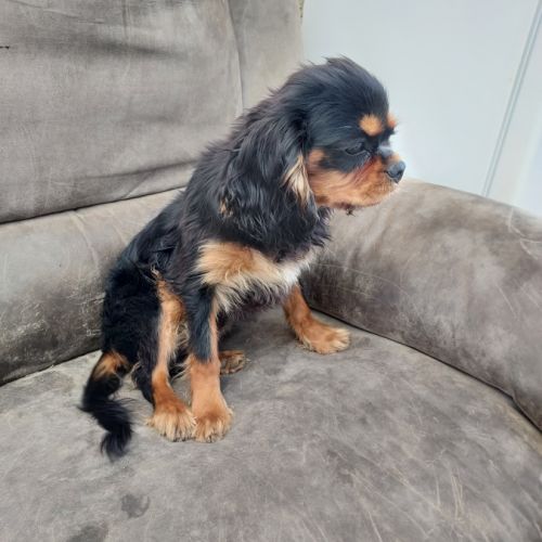 Chiots cavalier king charles mâles #5