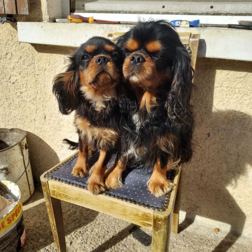 Chiots cavalier king charles mâles #6