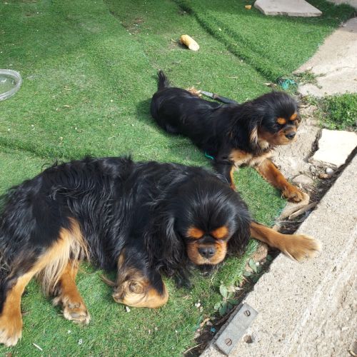 Chiots cavalier king charles mâles #7