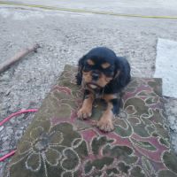 Chiots cavalier king charles mâles #2