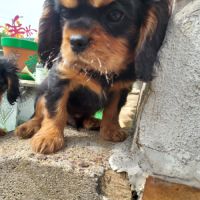 Chiots cavalier king charles mâles #3