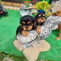 Chiots cavalier king charles mâles #7