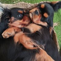 Chiots cavalier king charles mâles #10