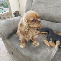 Chiots cavalier king charles mâles #1
