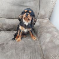 Chiots cavalier king charles mâles