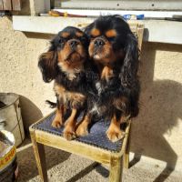 Chiots cavalier king charles mâles #6