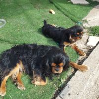 Chiots cavalier king charles mâles #7