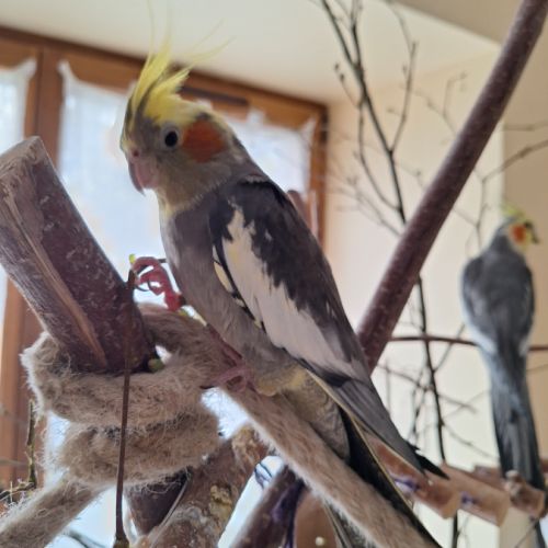 2 calopsittes #6