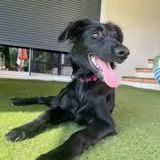 Chien bentley à l adoption #2