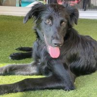 Chien bentley à l adoption