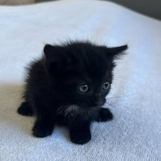 Chat sethi à l adoption