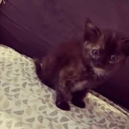 Chat aimi à l adoption