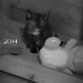 Chat aimi à l adoption #2