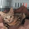 Chat grisou à l adoption #3