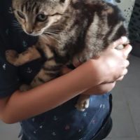 Chat grisou à l adoption #0