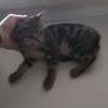 Chat grisou à l adoption #2