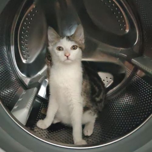 Chat spider à l adoption