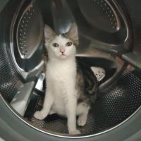 Chat spider à l adoption