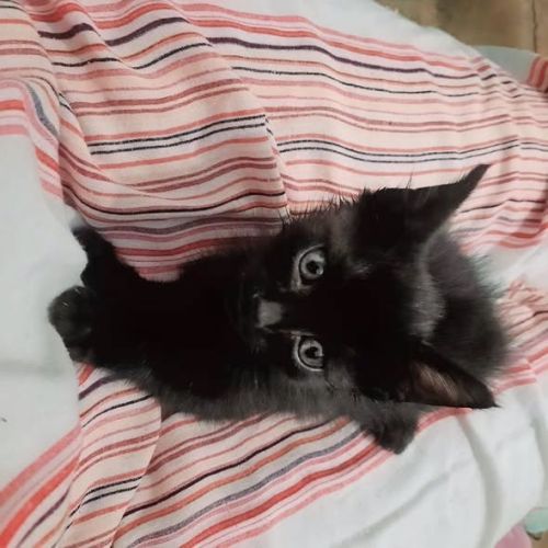 Chat crochet à l adoption